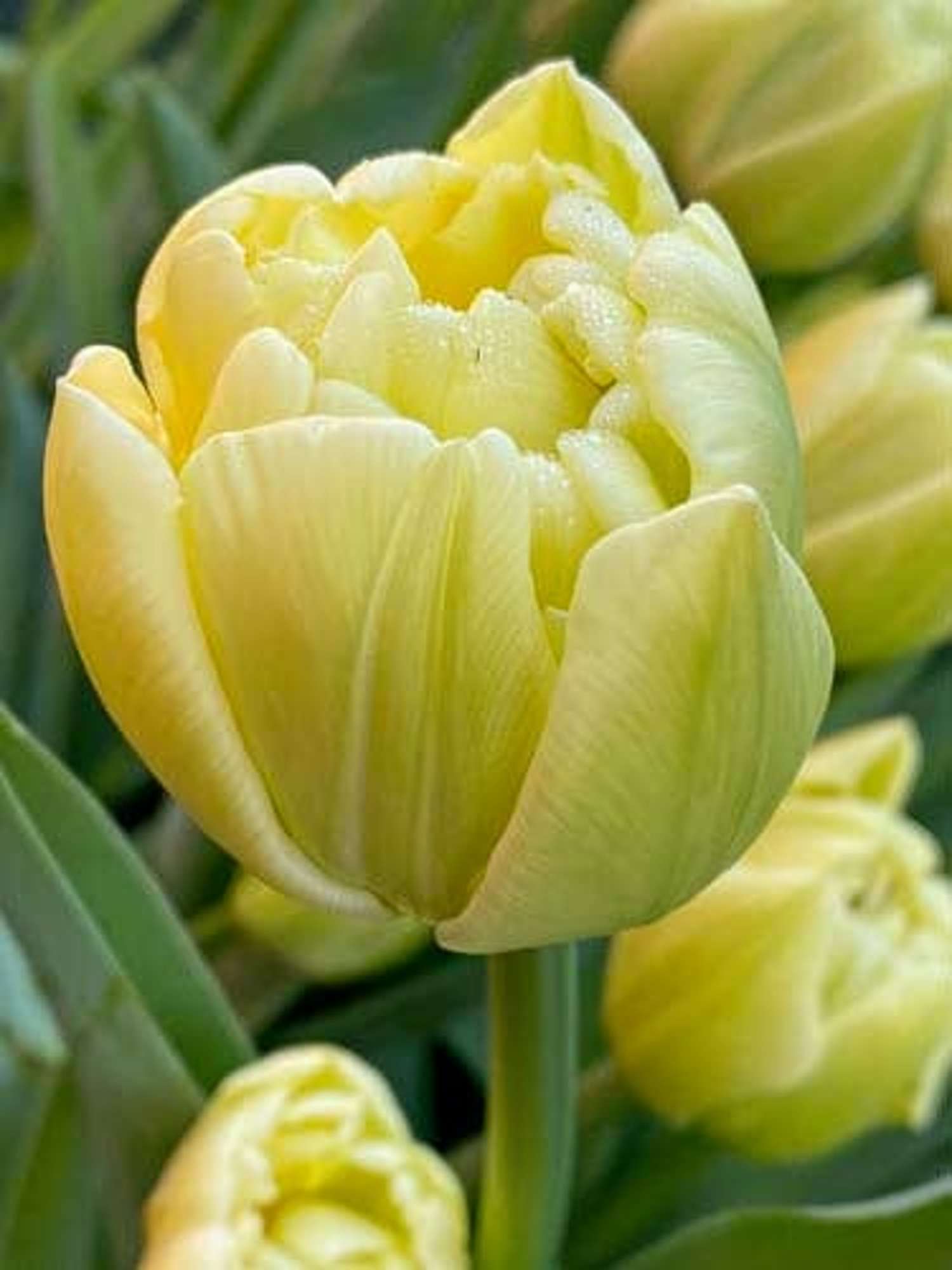Tulppaani 'Avant Garde'